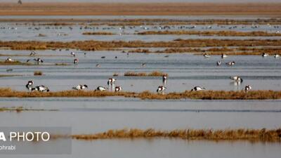  پرندگان مهاجر در تالاب مره قم