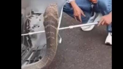  بیرون کشیدن مار سه متری از داخل موتور خودرو در تایلند