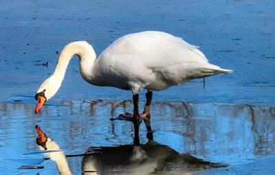  نجات قوی فریادکش زخمی در آستانه‌اشرفیه