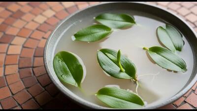  نحوه ریشه دار کردن برگ گیاه فقط با سیر و برنج