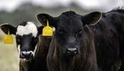  طرح ۷۰۰ همتی تامین سرمایه در گردشِ واحدهای تولیدی متوقف شد