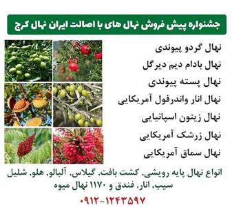  پربازده ترین نهال میوه تجاری کدام است؟ معرفی و فروش ۶۸ رقم نهال زودبازده و دیرگل