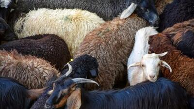  فرصت تازه صادرات دام ایران / قطر خواستار گوسفند ایرانی شد