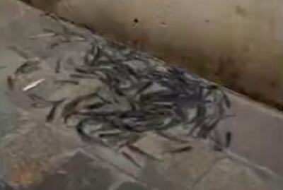  ببینید / شنای ماهی‌ها در خیابان‌های ونیز