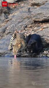  همزیستی شگفت‌انگیز دو پلنگ در سکوت حیات‌وحش