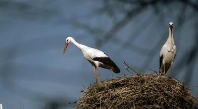  تصاویر؛ لک‌لک‌های خاطره‌ساز پالایشگاه