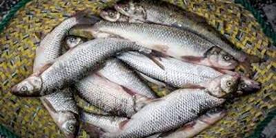  خبر داغ  از بازار ماهی | قیمت ماهی قزل‌آلا کیلویی چند شد؟