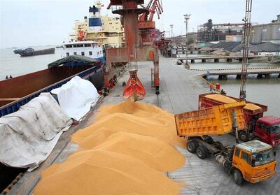  تمدید یک مصوبه در انتظار تسهیل و پیگیری سازمان حفظ نباتات/ خطر نابودی بیخ گوش وارد کنندگان نهاده از اوکراین+ مستندات