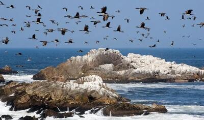  تمدنی بر پایۀ «مدفوع پرندگان دریایی»!