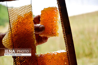  قاتل خاموش در سفره شما/ این خوراکی‌ها را با عسل نخورید