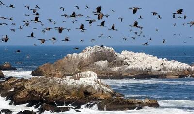  تمدنی بر پایۀ «مدفوع پرندگان دریایی»!
