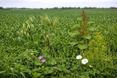  تشدید مبارزه با علف‌های هرز و حلزون در مزارع بابلسر