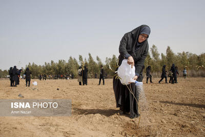  نقش موثر درختکاری در کاهش کولاک