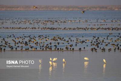  هشدار تکرار آتش‌سوزی‌های «هورالعظیم» در تابستان پیش رو