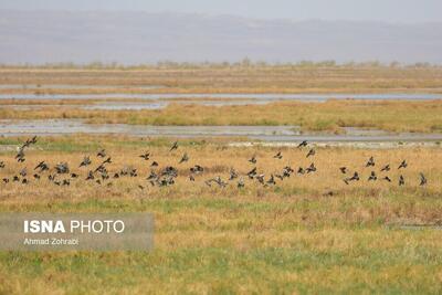  تالاب‌های مره قم، میزبان بیش از ۳۵ هزار پرنده مهاجر