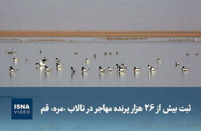  ویدیو/ ثبت بیش از ۲۶ هزار پرنده مهاجر در تالاب «مُره» قم