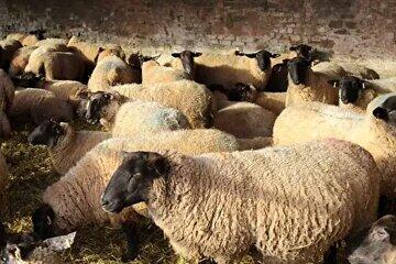  لیست قیمت دام زنده امروز ۲۷ بهمن ۱۴۰۴