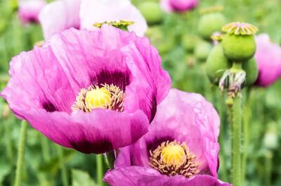  کشت شقایق الیفرا؛ جایگزینی برای تریاک یا تنها تکمیل درمان؟