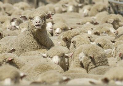  درخواست قطر از ایران؛ گوسفند ایرانی می‌خواهیم!