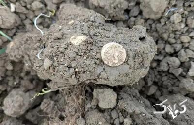 کشف سکه‌های طلای ۲ هزار ساله در یک مزرعه | عکس - مجله اینترنتی کولاک
