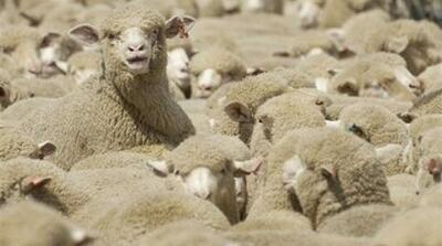  درخواست قطر از ایران؛ گوسفند ایرانی می‌خواهیم! - مردم سالاری آنلاین