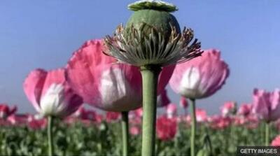  کشت شقایق الیفرا؛ جایگزینی برای تریاک یا تنها تکمیل درمان؟ - مردم سالاری آنلاین