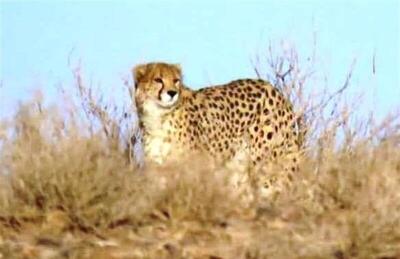  فیلم/ مشاهده یک قلاده یوز در روستاهای اطراف داورزن خراسان رضوی