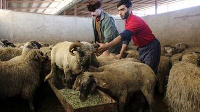  جزئیات کامل قیمت دام زنده امروز ۲۷ بهمن ۱۴۰۴