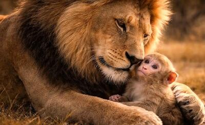  مستند حیات وحش؛ شیر نه تنها نذاشت یوز میمون بخوره بلکه خودشم نخورد و شد باباش