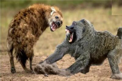  مستند حیات وحش؛ میمون نقلی کفتارا رو اسکل خودش کرده