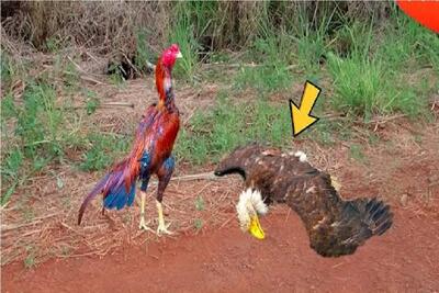  مستند حیات وحش؛ خروس پر به تن عقاب چشم چرون نذاشت