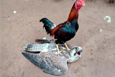  مستند حیات وحش؛ خروس غیرتی کاری با شاهین کرد مرغ ببینه جیغ بزنه