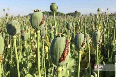  جلوگیری از کشت غیرقانونی گیاهان مخدر پایه