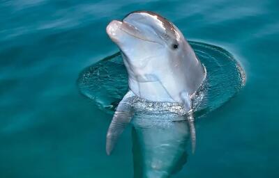  وقتی دلفین‌ها برای جمع‌آوری زباله، داوطلب می‌شوند