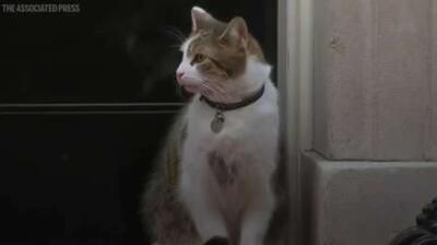  لری، گربه دربار، پانزدهمین سال خدمت خود را در کاخ دولت بریتانیا جشن می‌گیرد