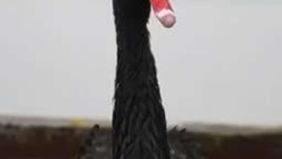  تصاویری زیبا قوهای سیاه از پناهگاه گرمشان