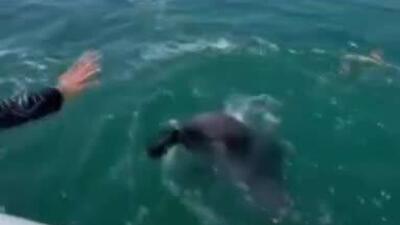  وقتی دلفین‌ها برای جمع‌آوری زباله، داوطلب می شوند