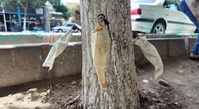  تقویت سیستم آوندی درختان با سرم‌تراپی؛ حفظ سرمایه‌های سبز شهر