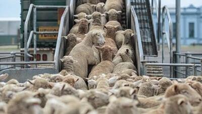  قطر خواستار واردات گوسفند از ایران شد