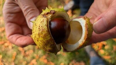  ارزش ۲۹۴میلیون دلاری صادرات شاه بلوط؛ چین کماکان صدرنشین در تولید است