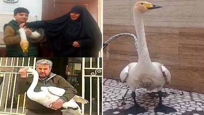  نجات قوی فریادکش زخمی در آستانه اشرفیه + فیلم
