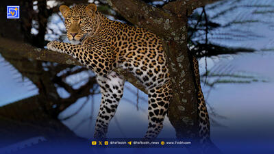  مهاجرت بی‌صدای پلنگ‌های‌ ایرانی