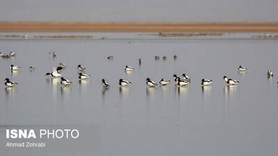  سرشماری پرندگان مهاجر  تالاب مُرِّه  در قم