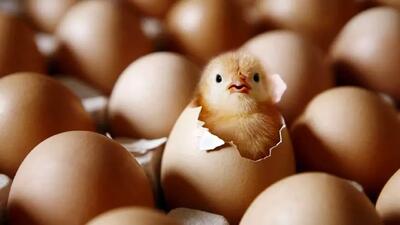  خودکفایی در آستانه نابودی؛ وقتی جوجه‌ها روی دست تولیدکننده می‌ماند
