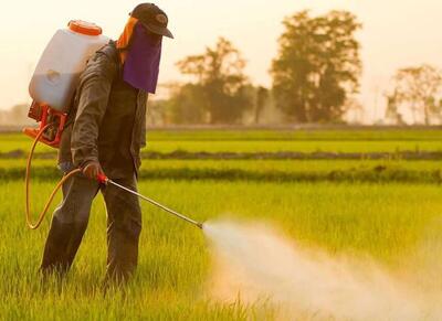  هشدار سازمان حفظ نباتات کشور در مبارزه به‌‌موقع با آفت سن گندم