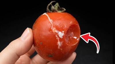  روش طبیعی نگهداری از گوجه فرنگی / گوجه های خراب را دور نریزید