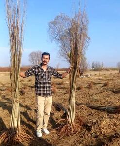  جشنواره خرید نهال میوه ۲ساله یارانه ای بادام هلو شلیل گیلاس گلابی سیب گردو فقط ۳۸هزار تومن و صنوبر نیگرا یکساله فقط 6هزار