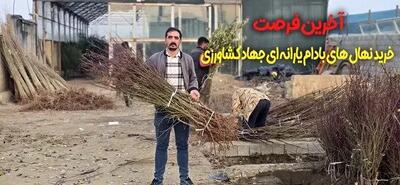  آخرین فرصت خرید نهال ‌های بادام یارانه ‌ای جهاد کشاورزی از سالم نهال