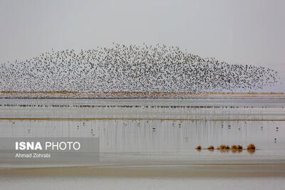  تصاویر| سرشماری پرندگان مهاجر