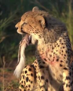  تلاش یوزپلنگ جوان برای بلعیدن دُم ایمپالا